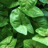 温室内の植物