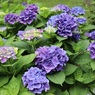 見事な紫陽花