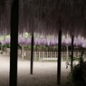 玉敷神社の藤1