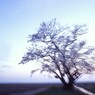 一本の桜