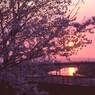 夕暮れの頃