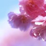 八重桜