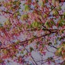 花の終わり