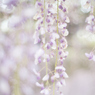 高嶺に咲く花