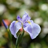 花菖蒲①