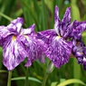 花菖蒲➁