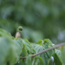 梅雨の一休み