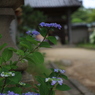 住吉神社のアジサイ①