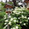 住吉神社のアジサイ②