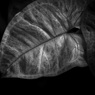 温室内の植物（モノクロ）
