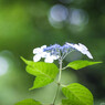 Dancing between rains