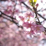 河津桜