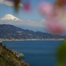 桜と富士と海