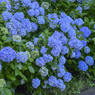 「紫陽花」