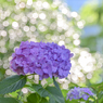 「紫陽花」-4
