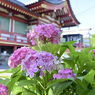 「紫陽花」-5