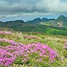 ミヤマキリシマ探訪山行 in 九重連峰2012：1日目(8)