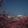 富士と河津桜