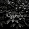 温室内の植物（モノクロ）
