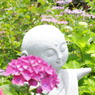 紫陽花とお地蔵さん