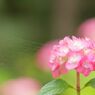 蜘蛛の糸