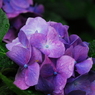 紫陽花