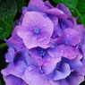 紫陽花