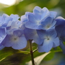 紫陽花