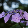 紫陽花