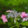 紫陽花