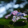紫陽花
