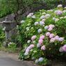 観音寺　あじさい