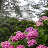 小田原城址公園の紫陽花３