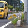 写真エッセイ：道路っぷちの花
