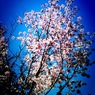 桜2011