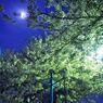 2011.04.14 夜桜撮影 004