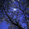 2011.04.14 夜桜撮影 018