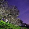 2011.04.14 夜桜撮影 042