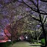2011.04.14 夜桜撮影 061