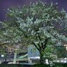 2011.04.21 旭川周辺夜撮影 022