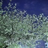 2011.04.21 旭川周辺夜撮影 082