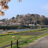 山川桜