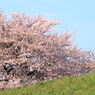 花見日和