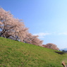 堤防を見上げて