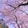 2011.04.12 桜撮影 198