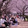 2011.04.12 桜撮影 024