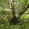 P6170278