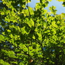 P6170283