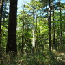 P6170332