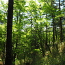 P6170345
